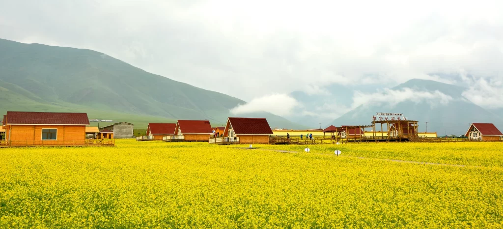 Yellow Rapeseed Flower Field Blooming warm Greenery