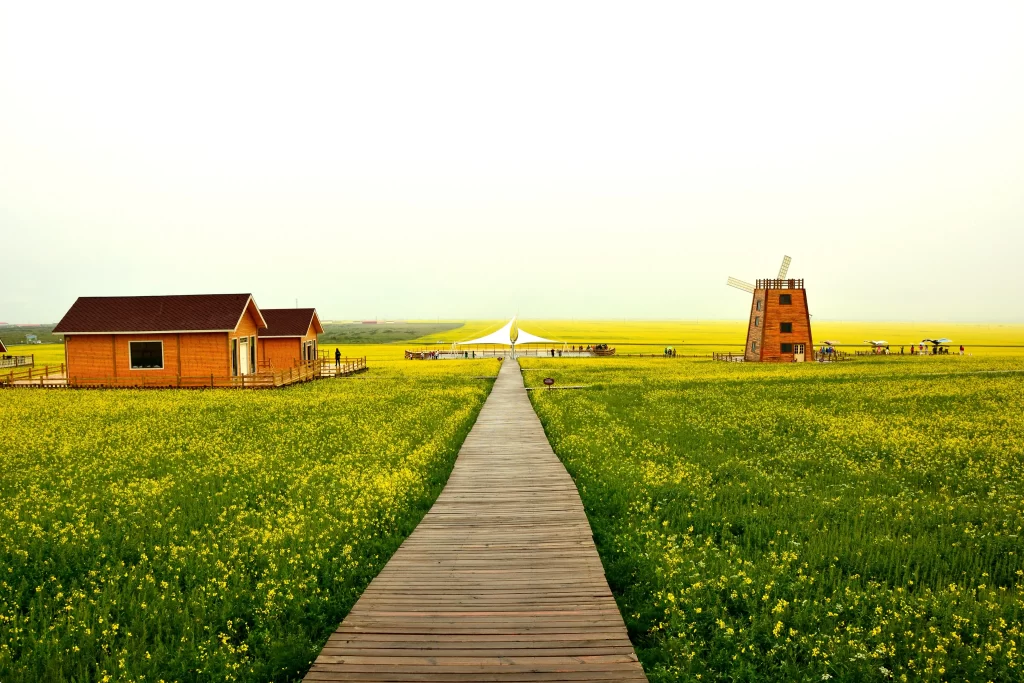 Yellow Rapeseed Flower Field Pathway Wooden Houses Windmill