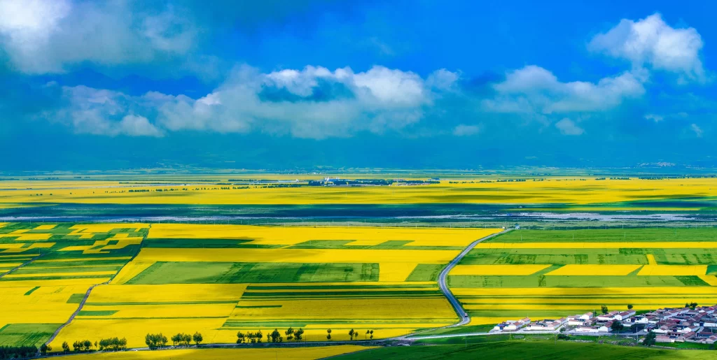 Yellow Rapeseed Flower Fields Sky Clouds