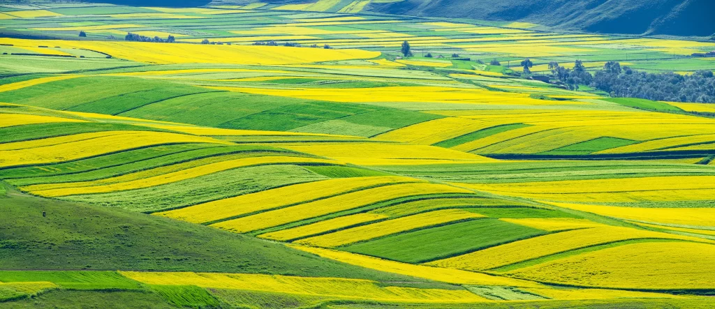 Yellow Rapeseed Flower Fields Blooming Greenery