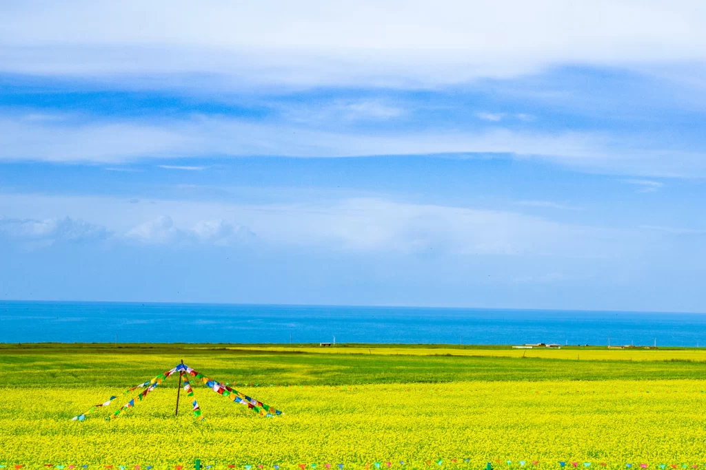 Yellow Rapeseed Flower Field Blue cool Sky