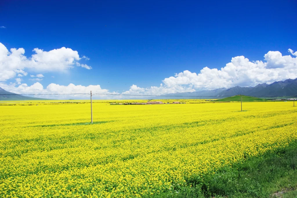 Yellow Rapeseed Flower Field Sky cool Clouds