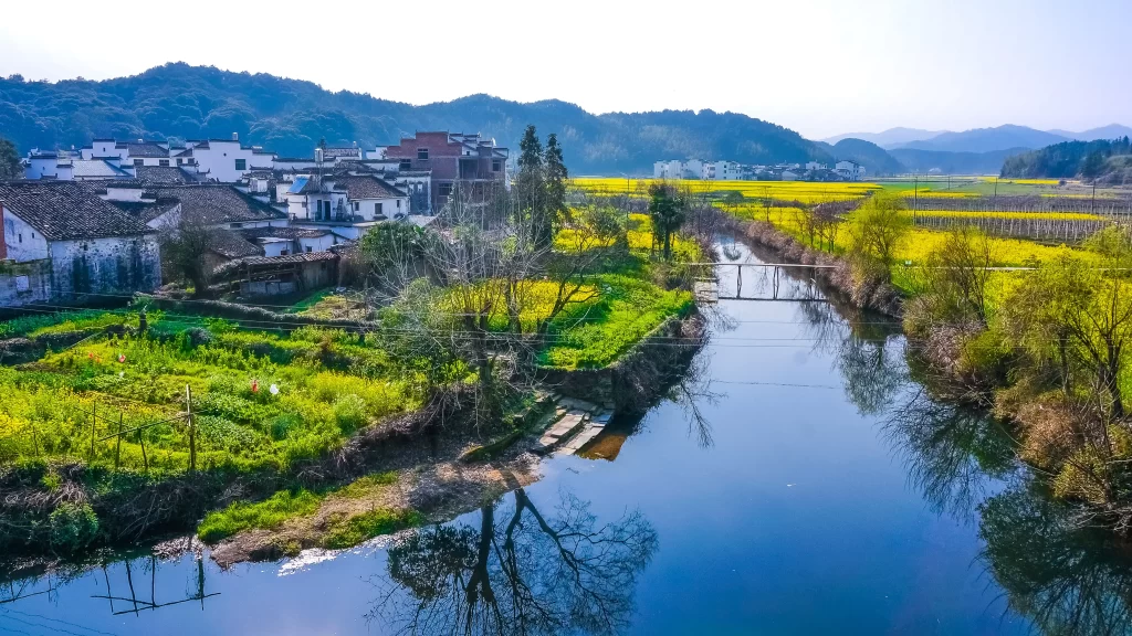 Yellow Rapeseed Flower Fields River Greenery