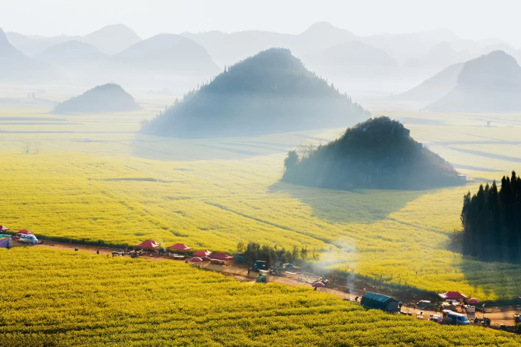 Yellow Rapeseed Flower Fields Blooming Sunlight Hills