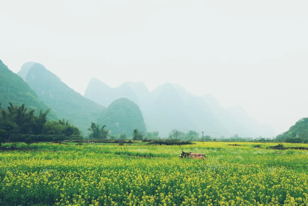 Yellow Rapeseed Flower Field Green Mountains