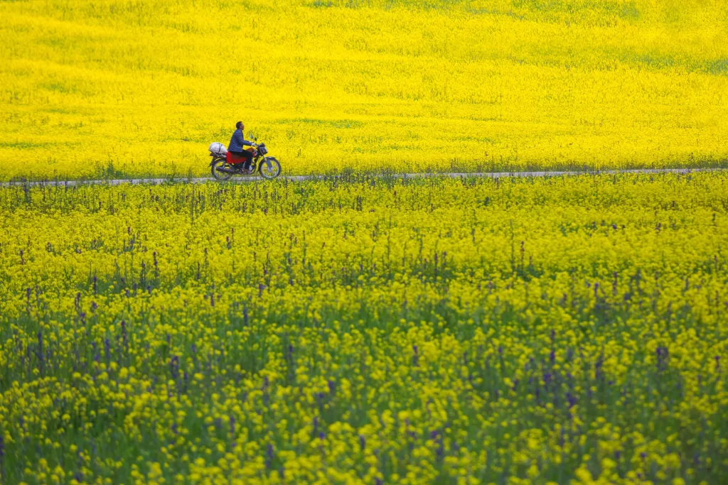 Yellow Rapeseed Flower Field Blooming