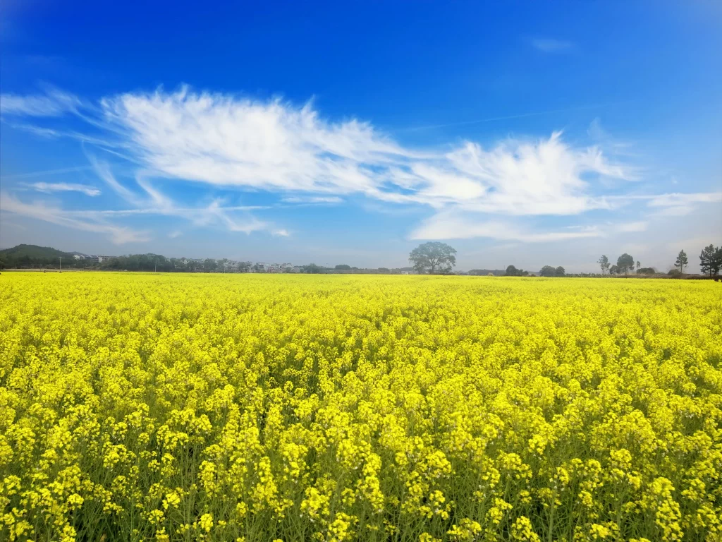 Yellow Rapeseed Flower Field Sky warm Clouds