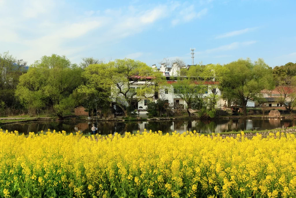 Yellow Rapeseed Flower Field Blooming warm Greenery