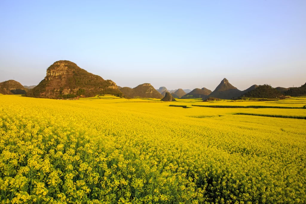 Yellow Rapeseed Flower Field Blooming warm Hills