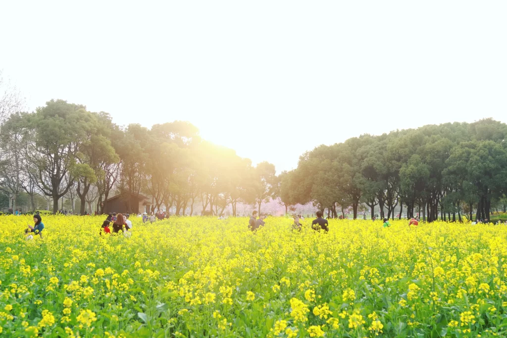 Yellow Rapeseed Flower Field Sunlight Green Trees