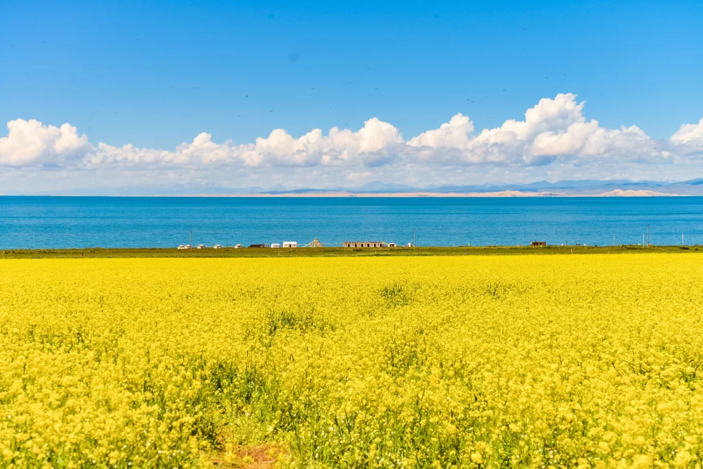 Yellow Rapeseed Flower Field Blue Sky Clouds