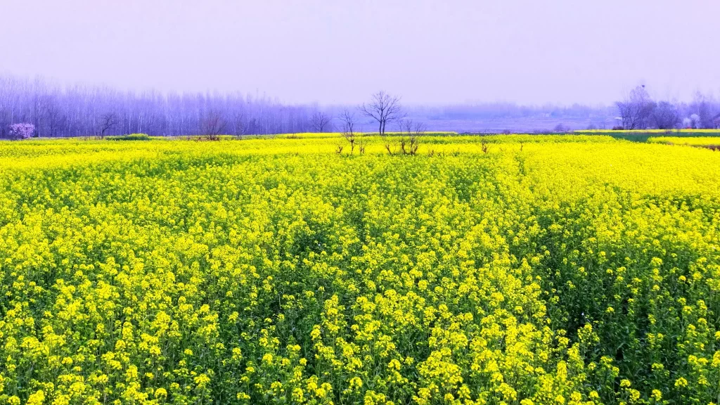 Yellow Rapeseed Flower Field Blooming warm Bright