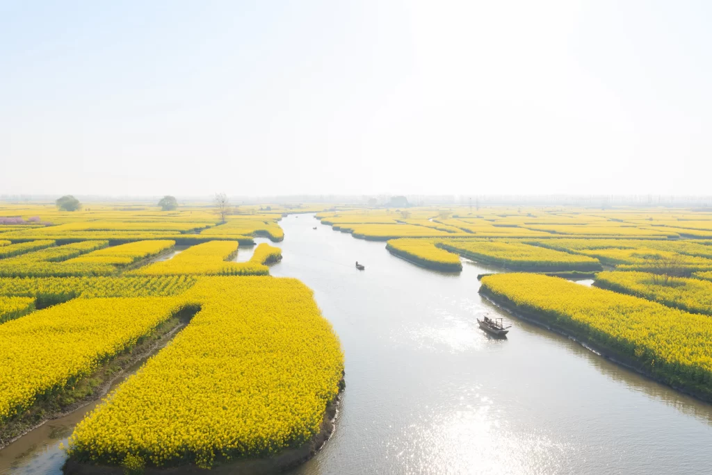 Yellow Rapeseed Flower Fields River Sunlight