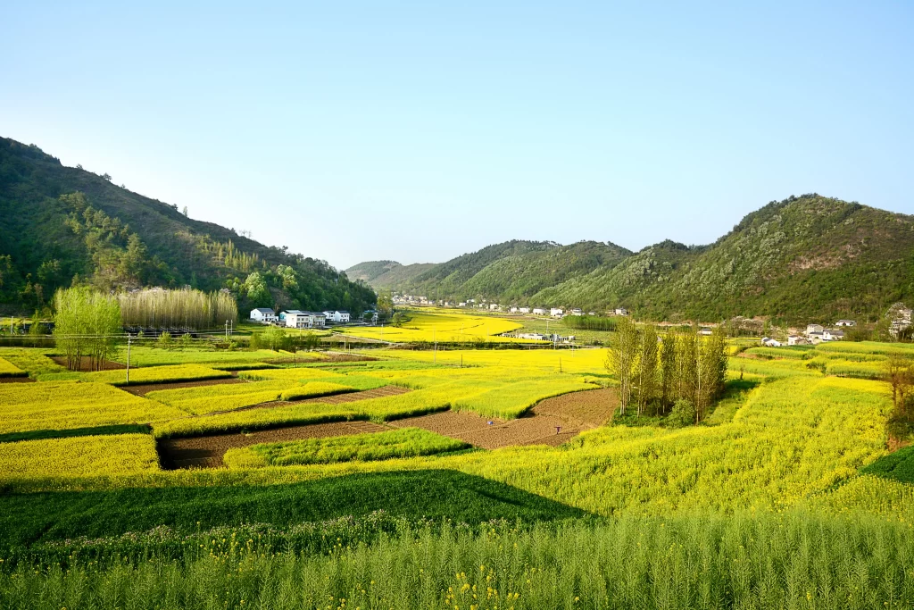 Yellow Rapeseed Flower Fields Blooming Greenery Hills