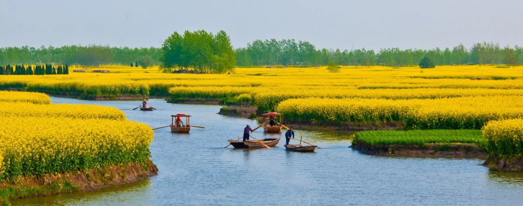 Yellow Rapeseed Flower Field Blooming River
