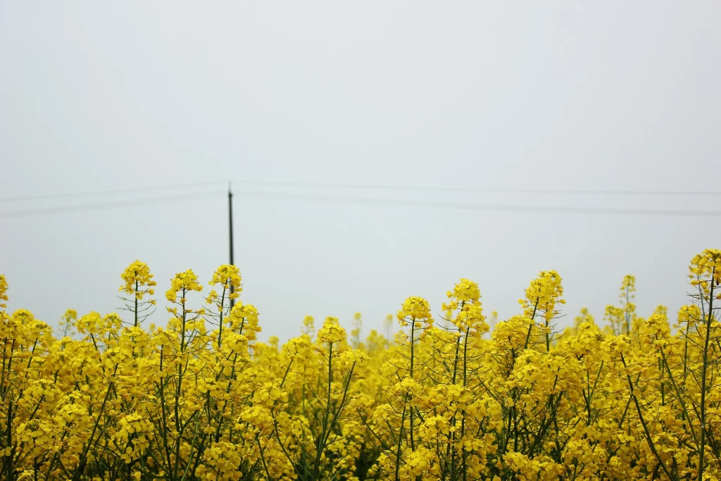 Yellow Rapeseed Flower Field Blooming warm Bright