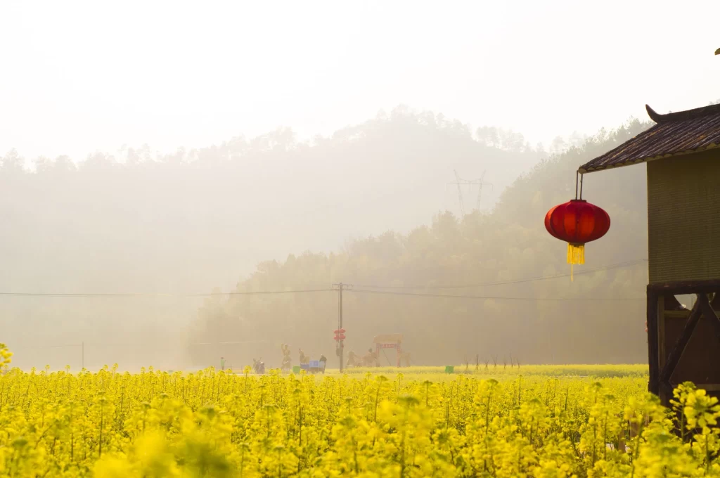 Yellow Rapeseed Flower Field Brightness Traditional Lantern