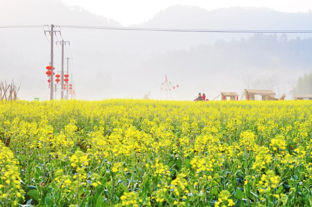 Yellow Rapeseed Flower Field Bright warm Blooms