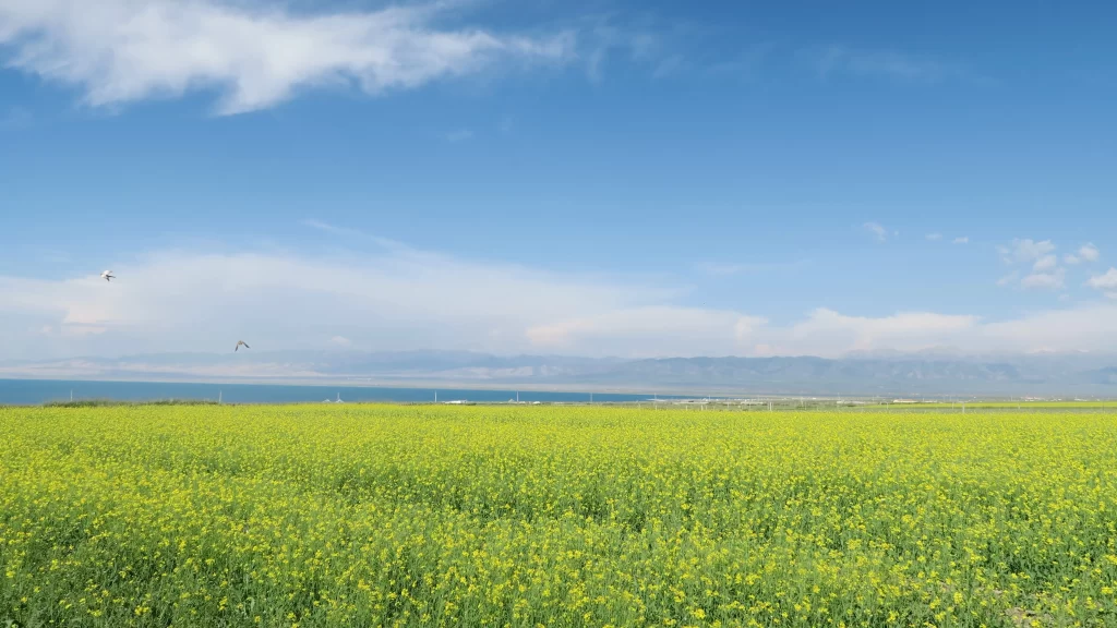 Yellow Rapeseed Flower Field Sky Blue