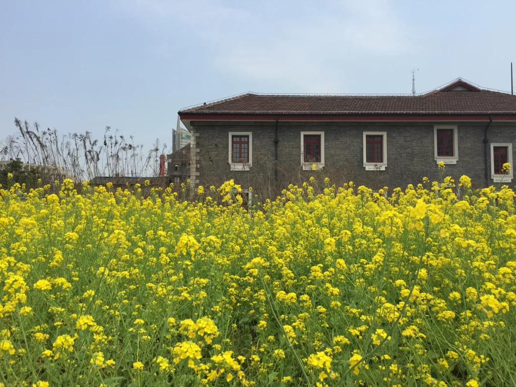 Yellow Rapeseed Flower Field Blooming warm Bright