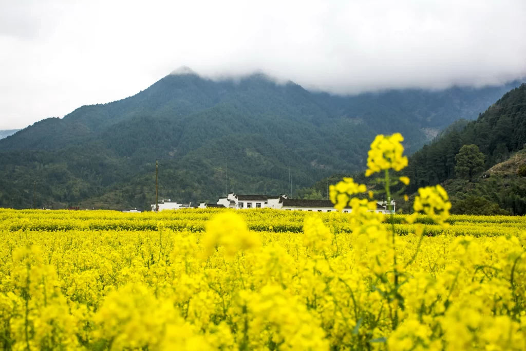 Yellow Rapeseed Flower Field Blooming Mountain