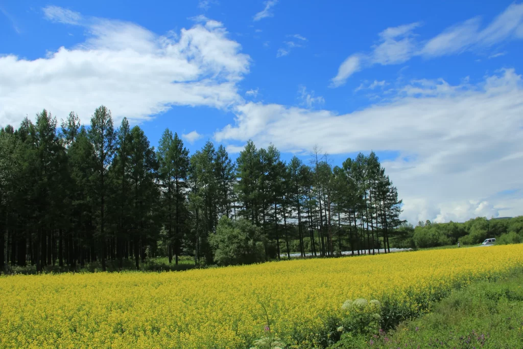 Yellow Rapeseed Flower Field Green Trees Blue Sky White Clouds