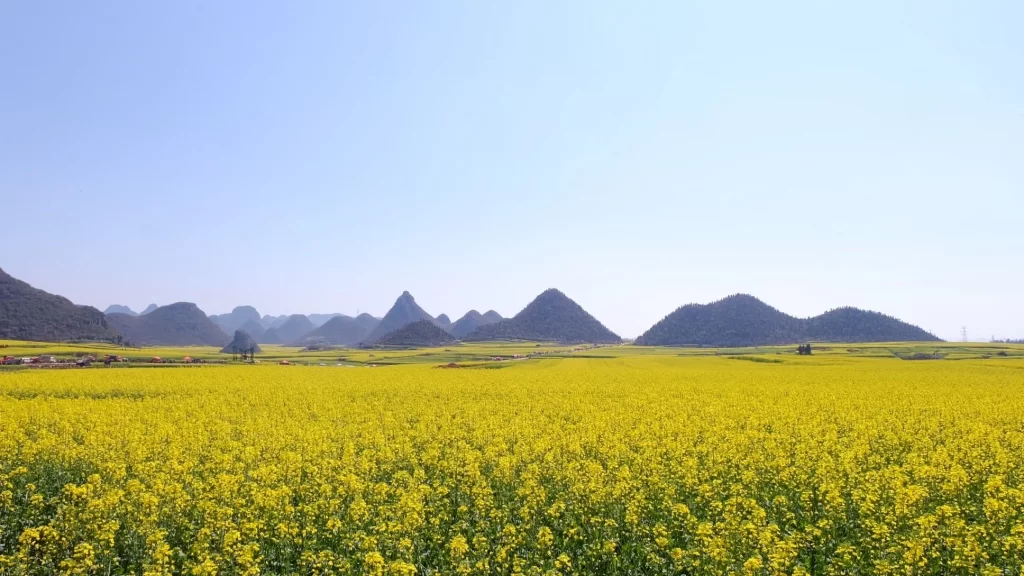 Yellow Rapeseed Flower Field Blooming gray Hills