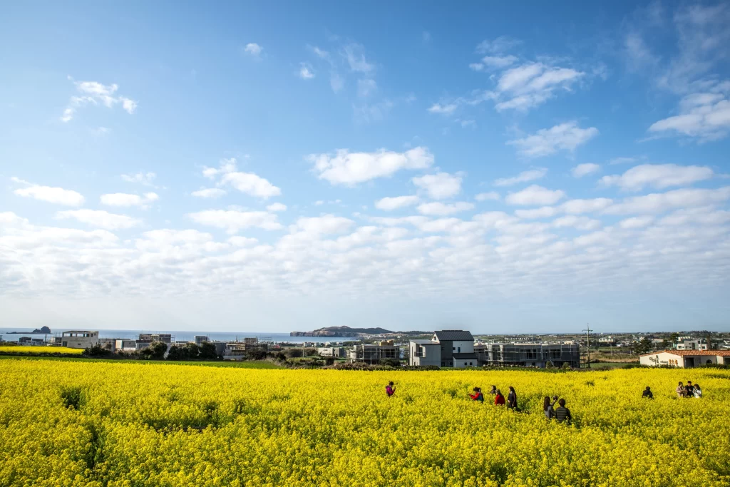 Yellow Rapeseed Flower Field Sky gray Clouds