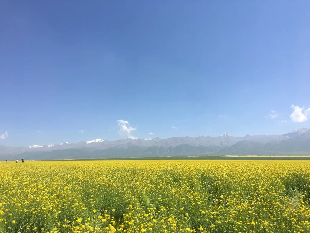 Yellow Rapeseed Flower Field Sky gray Mountain