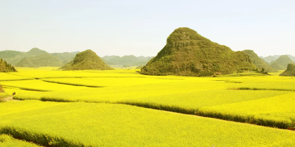 Yellow Rapeseed Flower Field Blooming warm Hills