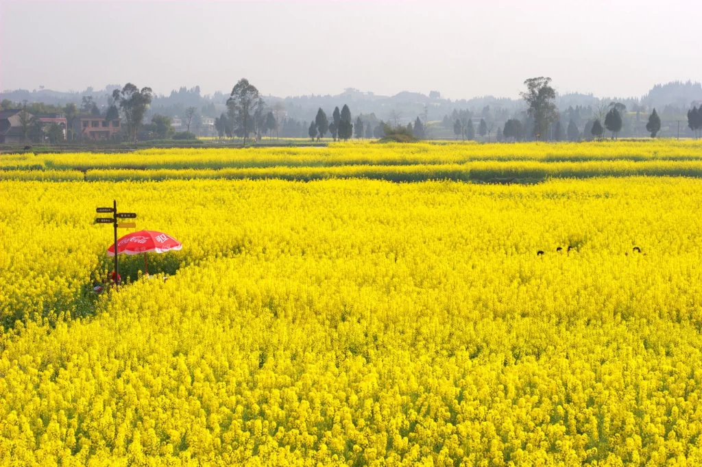 Yellow Rapeseed Flower Field Bright Blooms
