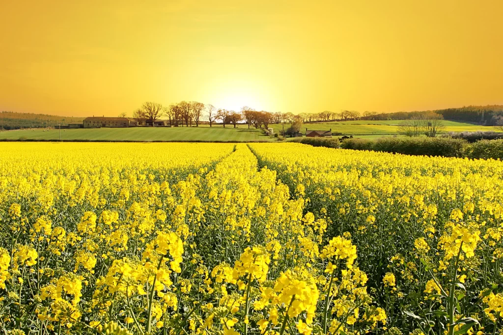 Yellow Rapeseed Flower Field Sunlight Blooming
