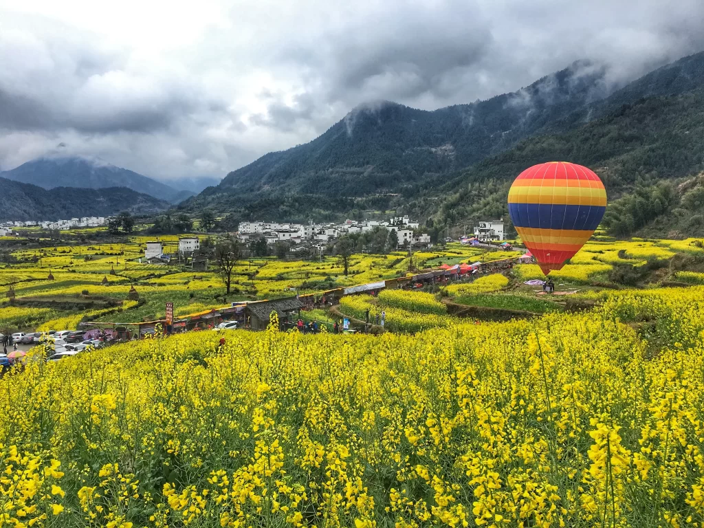 Yellow Rapeseed Flower Field Blooming warm Greenery