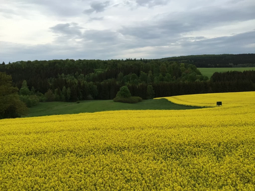 Yellow Rapeseed Flower Field Blooming warm Greenery