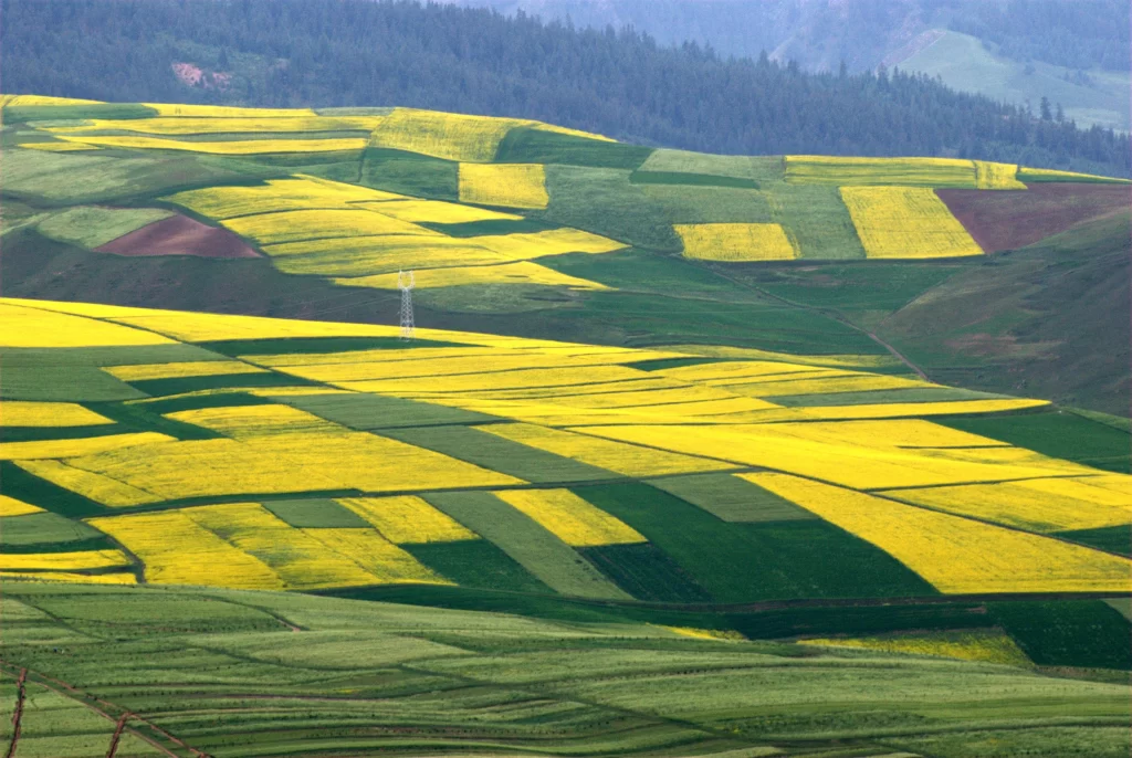 Yellow Rapeseed Flower Fields Patchwork Blooms