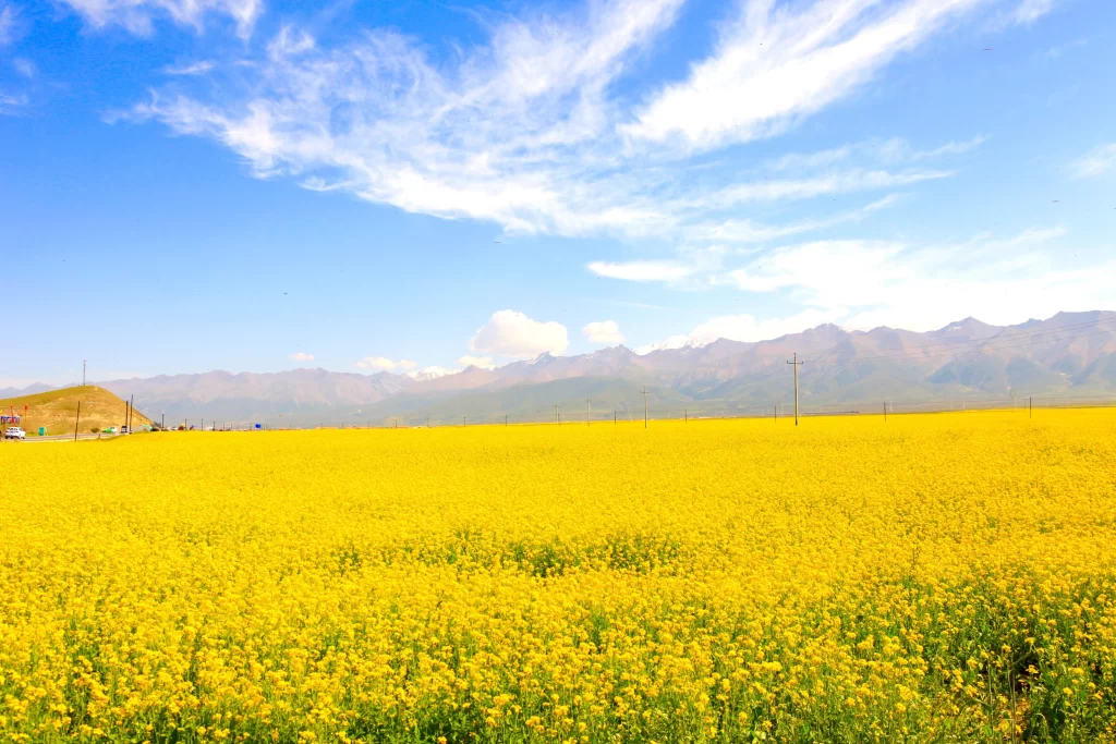 Yellow Rapeseed Flower Field Sky warm Mountain