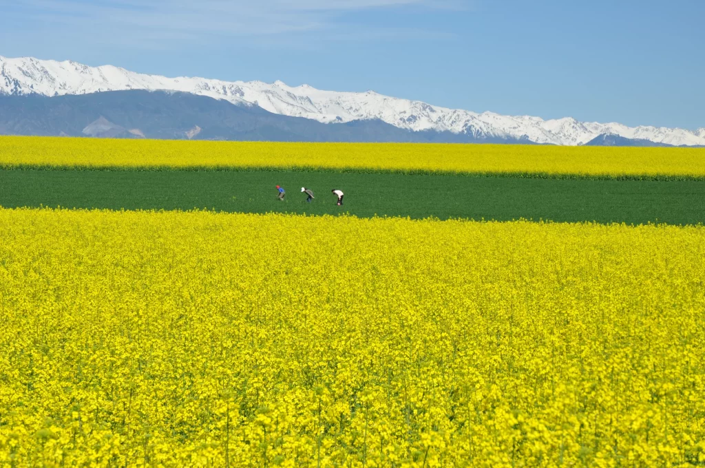 Yellow Rapeseed Flower Field Blooming Green Snow Mountain