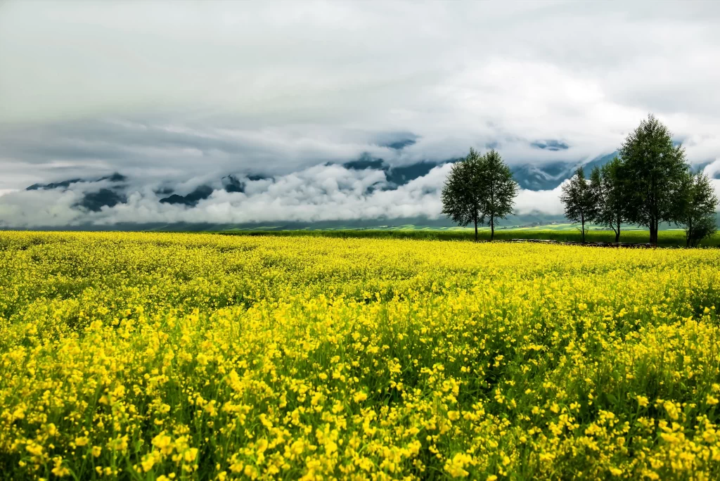 Yellow Rapeseed Flower Field Clouds Trees
