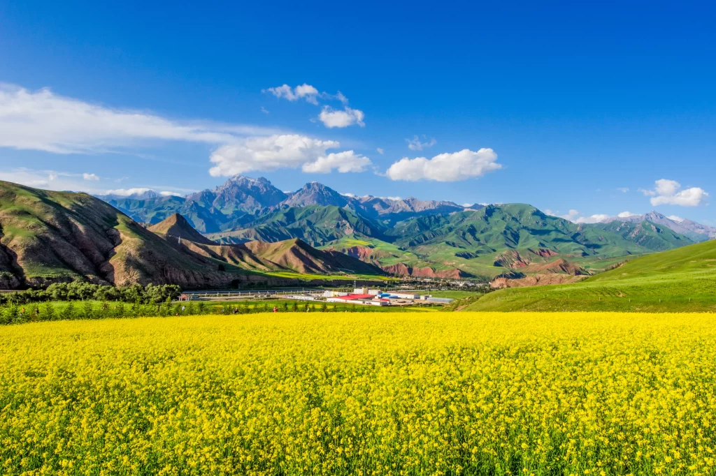 Yellow Rapeseed Flower Field Blooming Green Hills Blue Sky