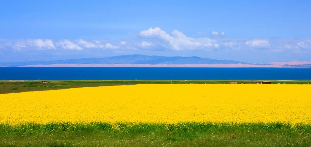 Yellow Rapeseed Flower Field Blue warm Sky