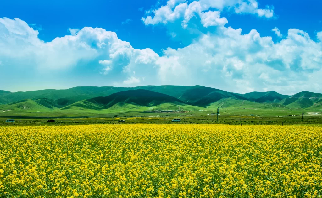 Yellow Rapeseed Flower Field Green Hills Blue Sky White Clouds