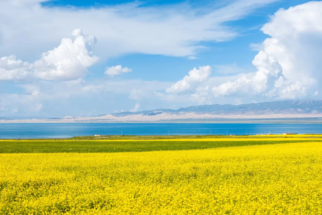 Yellow Rapeseed Flower Field Sky warm Clouds