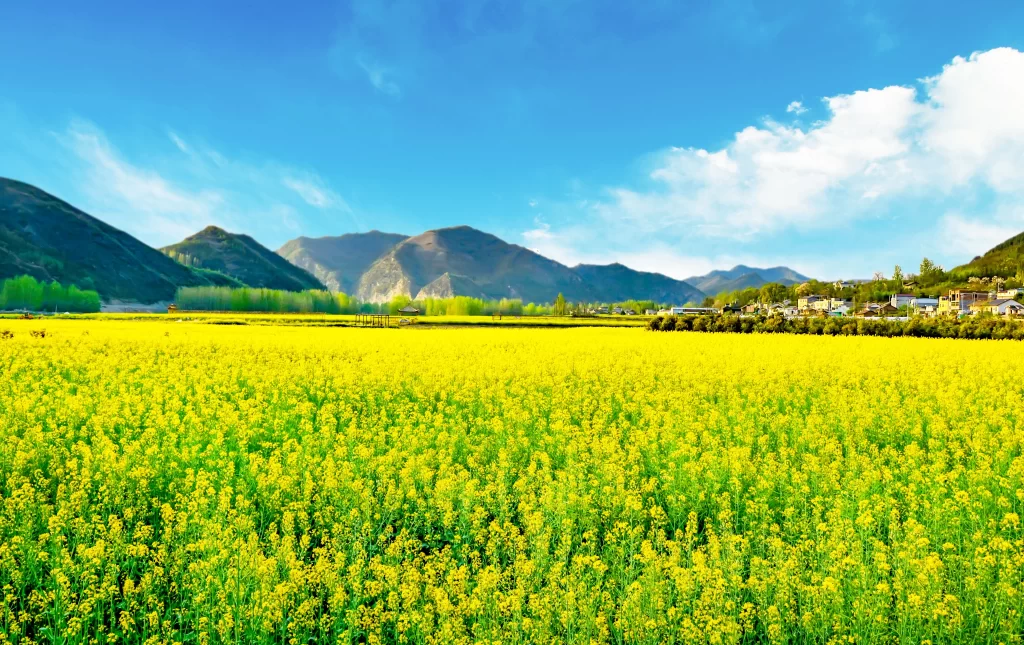 Yellow Rapeseed Flower Field Blooming Sunlight