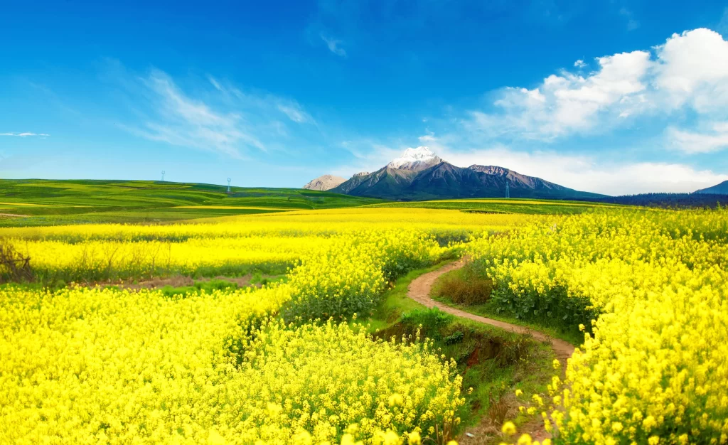 Yellow Rapeseed Flower Field Blooming Pathway Mountain