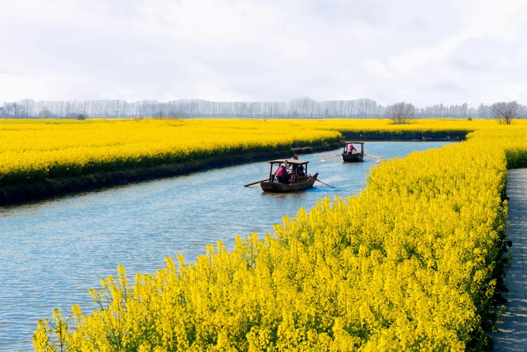 Yellow Rapeseed Flower Field Canal Boat