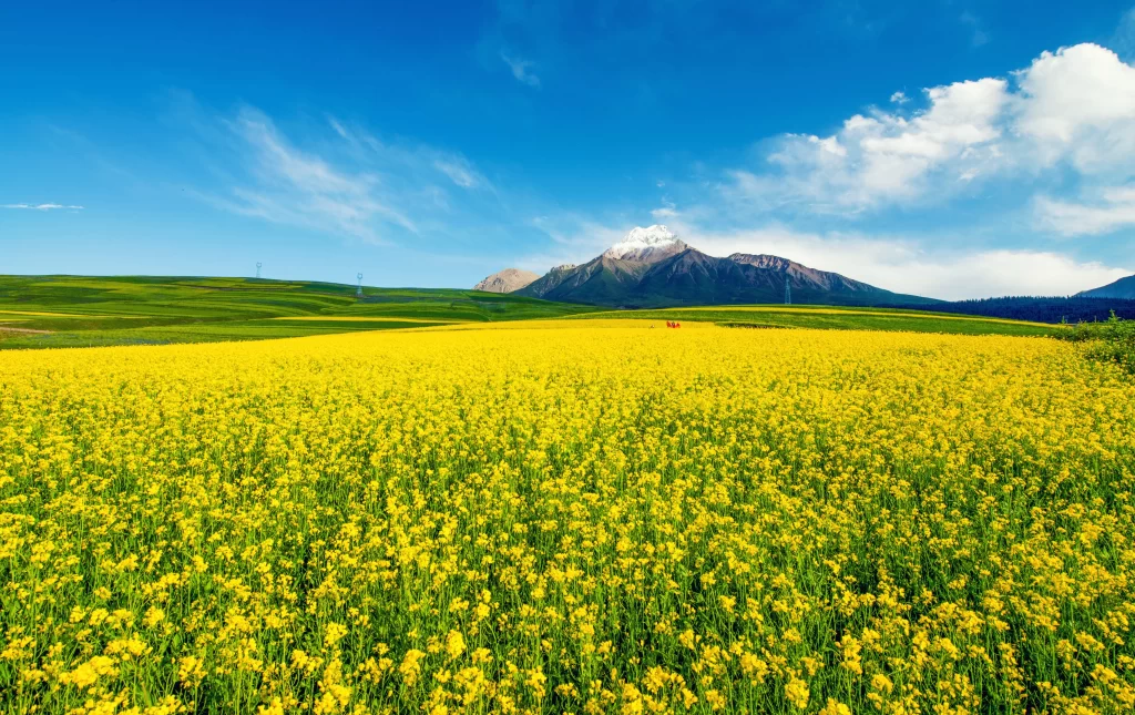 Yellow Rapeseed Flower Field Mountain Sky