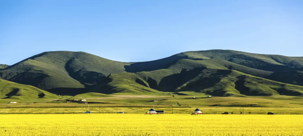 Yellow Rapeseed Flower Field Blooming gray Hills