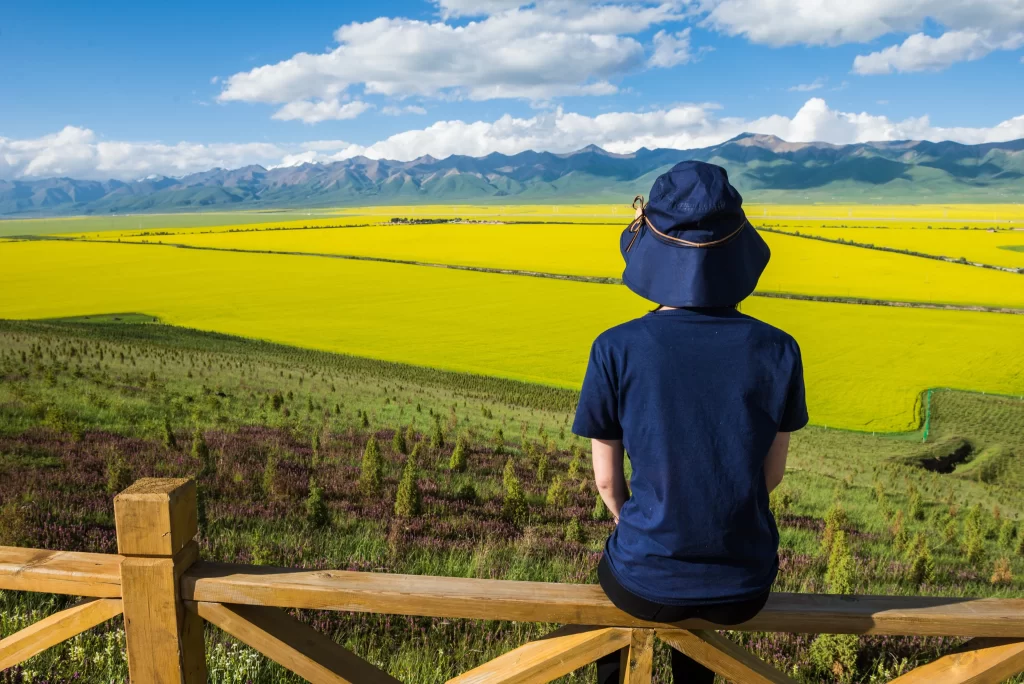 Yellow Rapeseed Flower Field Blooming Scenic
