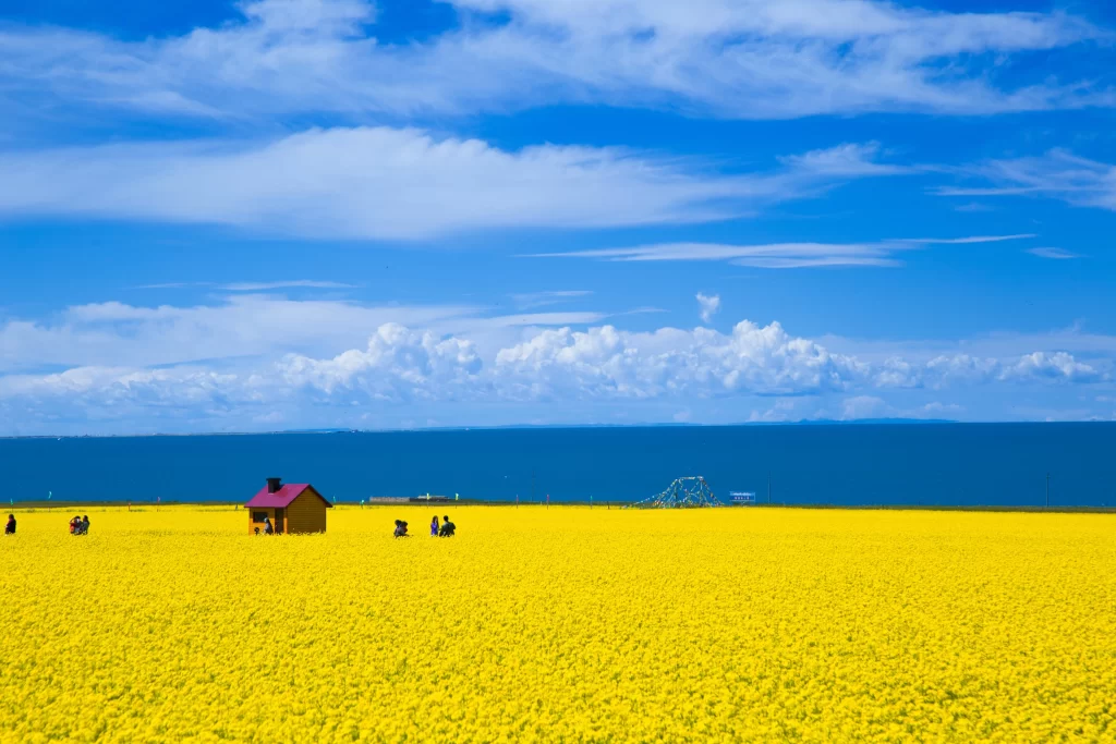 Yellow Rapeseed Flower Field Sky Blue cool Clouds