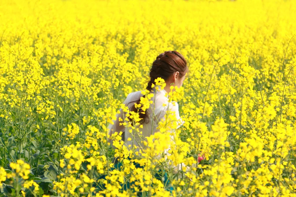 Yellow Rapeseed Flower Field Blooming Bright
